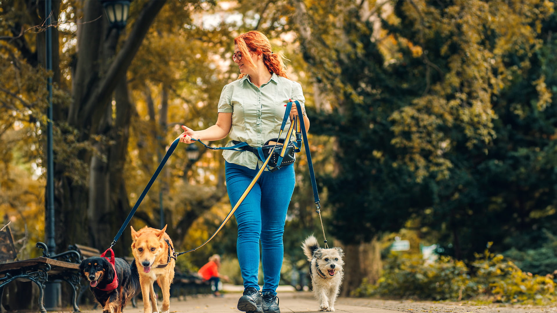 樹木やベンチに囲まれた公園の通路に沿って、リーシュで3匹の犬を歩いている人。
